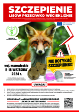 Lis. Dorosły osobnik. Siedzi obok gałęzi drzewa. 