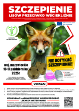 plakat przedstawiający dorosłego lisa, informujący o szczepieniach 