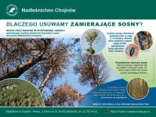 plakat dotyczący zamierających sosen