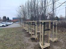 zasadzone młode drzewa