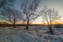 Zdjęcie przedstawiające 3 drzewa o zachodzie słońca na zaśnieżonych mokradłach..
