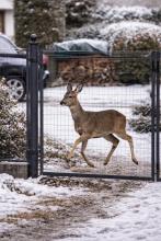 Sarna za ogrodzeniem 