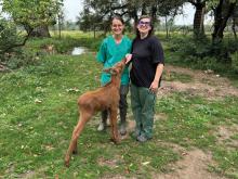 Dwie uśmiechnięte kobiety, wolontariuszki Fundacji „Kopytka z nadzieją”, stoją na trawiastym wybiegu obok młodego łosia o rudawej sierści. Jedna z kobiet, ubrana w zielony fartuch medyczny, czule gładzi zwierzę, które ufnie wyciąga w jej stronę pysk. W tle widać zielone drzewa, krzewy oraz fragmenty ogrodzenia azylu.
