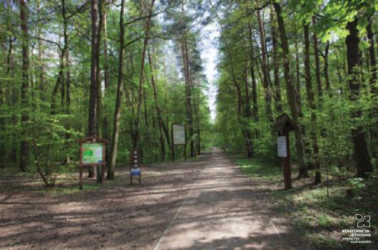Ścieżka leśna, wśród drzew po prawej i lewej kilka tablic informacyjnych