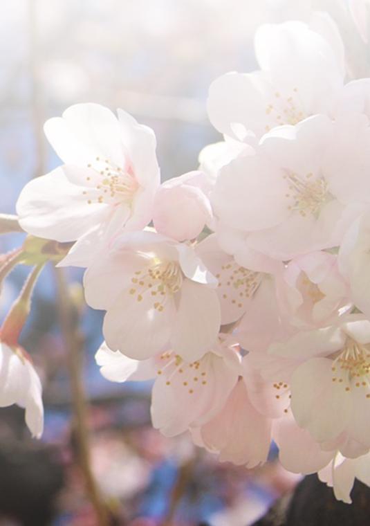 zbliżenie kwiaty jabłoni