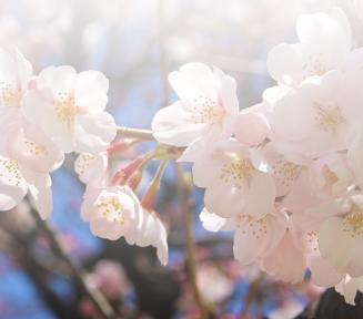 zbliżenie kwiaty jabłoni